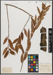Foto von Salix triandra subsp. triandra L.